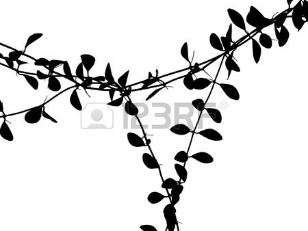 450x338 Ivy Plant Silhouette On White Background Stock Photo, Picture