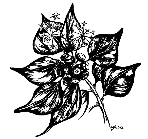 600x567 Ivy In Churchyards, Gardens And Community Spaces Suffolk