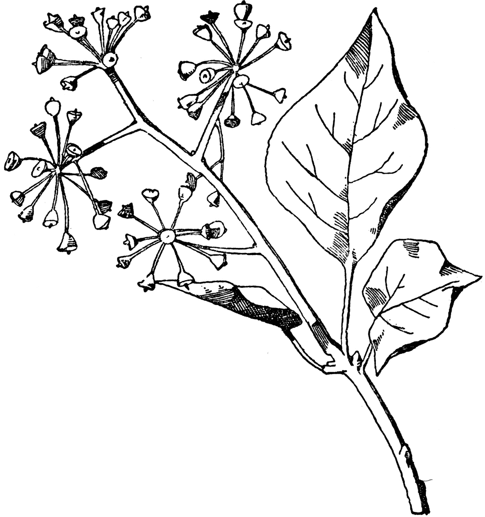 960x1024 Pin Ivy Plant Drawings
