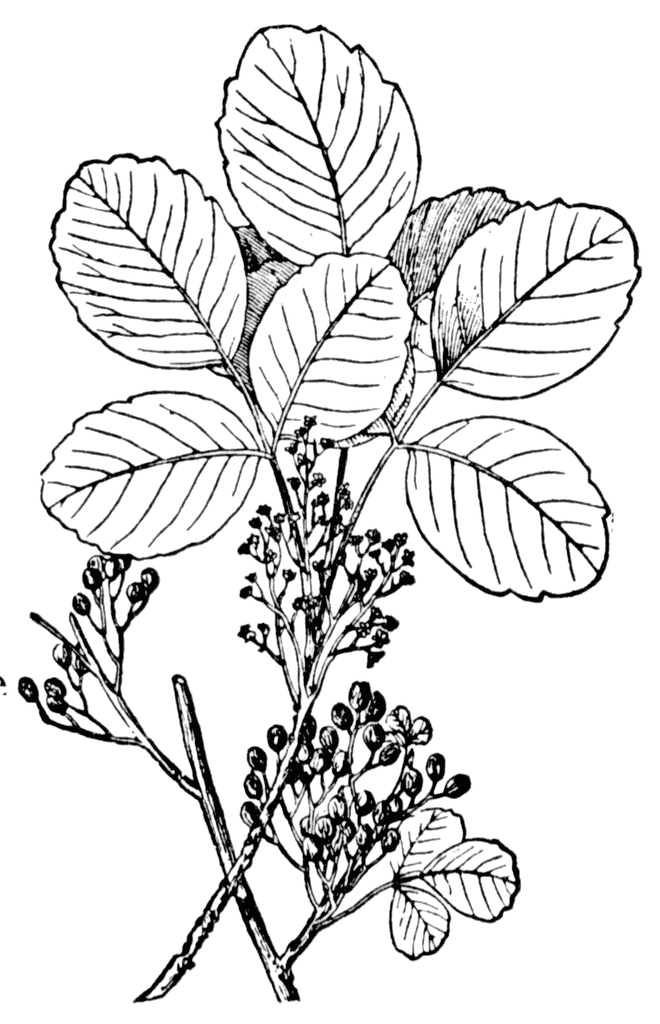 660x1024 Poison Oak Clipart Etc