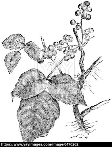 390x512 Poison Ivy (Rhus Toxicodendron), Vintage Engraving. Vector