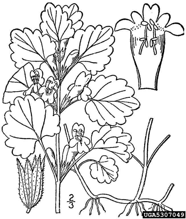 653x768 Ground Ivy, Glechoma Hederacea (Lamiales Lamiaceae)