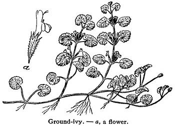 350x252 Ground Ivy Goddess Plan