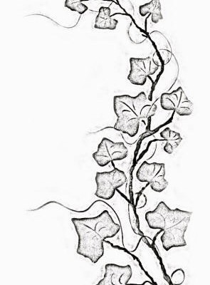 295x400 Collection Of Ivy Tattoo Sample