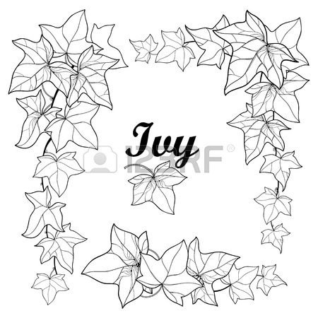 450x450 Set With Outline Ivy Or Hedera Branch. Ornate Leaf And Ivy Vine