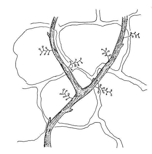 590x600 11. Woody Ornamentals Nc State Extension Publications