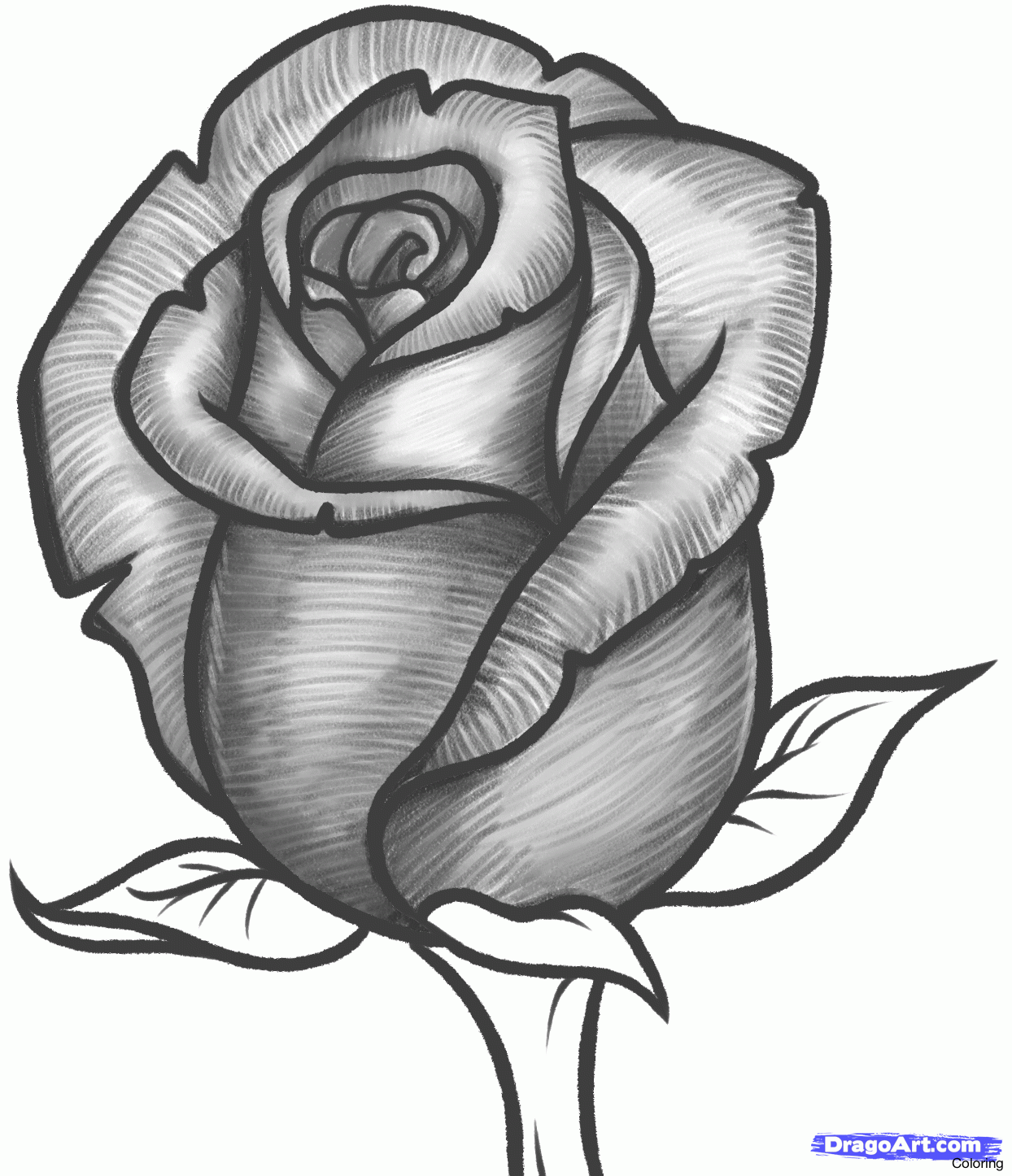 1244x1446 Drawing Of Rose Coloring How To Draw Roses Step By Google Search