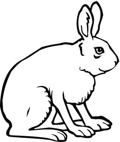 407x480 Jack Rabbit Coloring Page Free Printable Coloring Pages