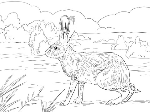 480x360 California Jack Rabbit Coloring Page Free Printable Coloring Pages