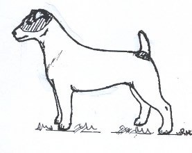 277x220 Jack Russell Terrier