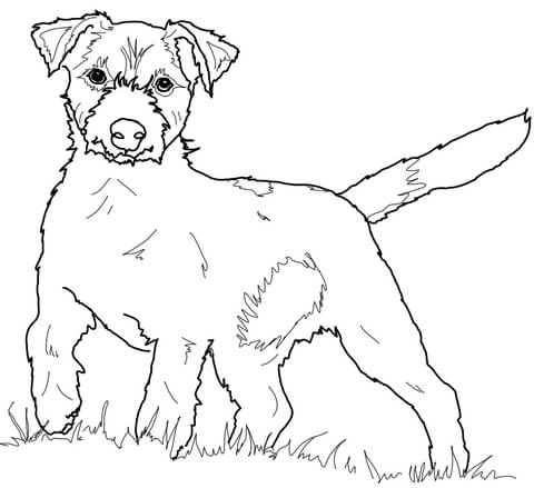480x439 Jack Russell Terrier Coloring Page Free Printable Coloring Pages