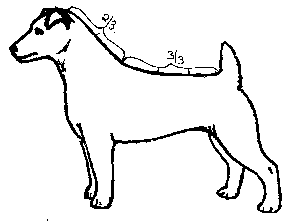 295x222 Jack Russell Terrier