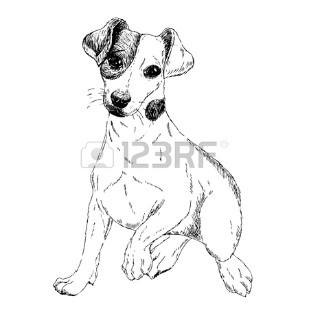 Jack Russell Terrier Drawing at GetDrawings | Free download