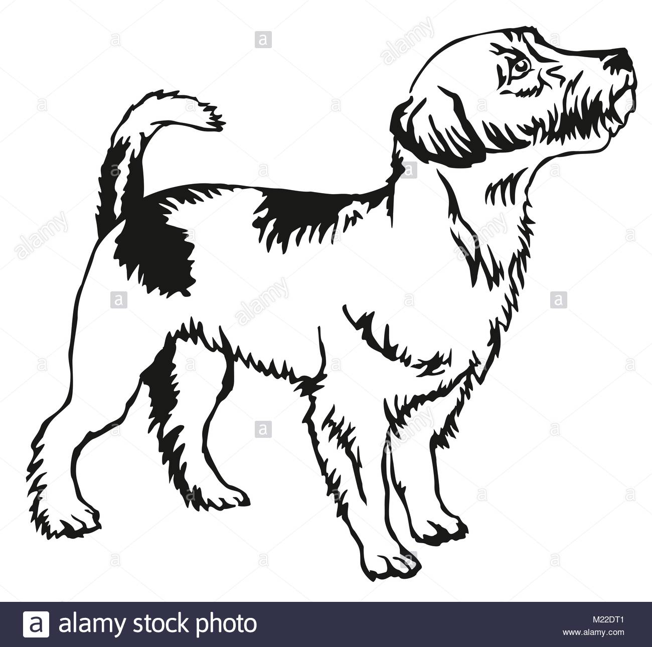 1300x1290 Decorative Portrait Of Standing In Profile Jack Russell Terrier