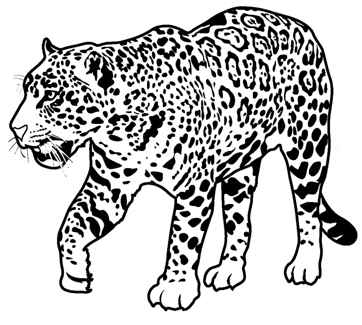 724x650 Jaguar Coloring Page