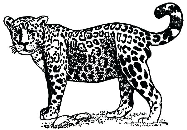 600x418 Minimalist Jaguar Coloring Pages Crayola Photo Page Printable