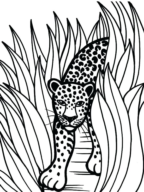 600x802 Rainforest Animals To Color Fresh Animal Coloring Sheets Free