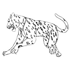 Jaguar Drawing