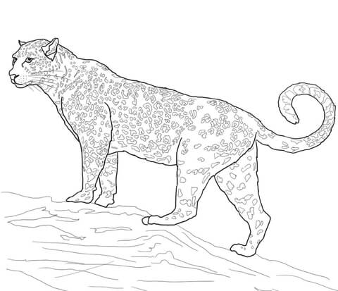 480x413 Jaguar Big Cat Coloring Page Free Printable Coloring Pages