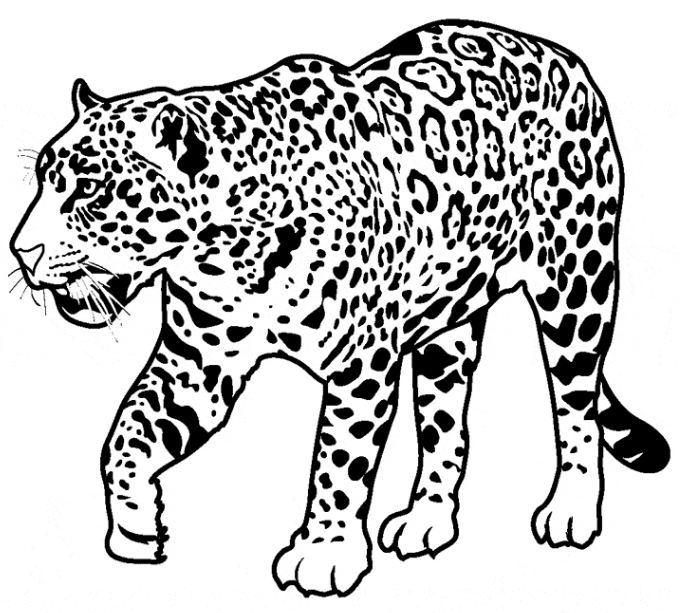 696x613 Jaguar Coloring Page Free Drawing Board Weekly