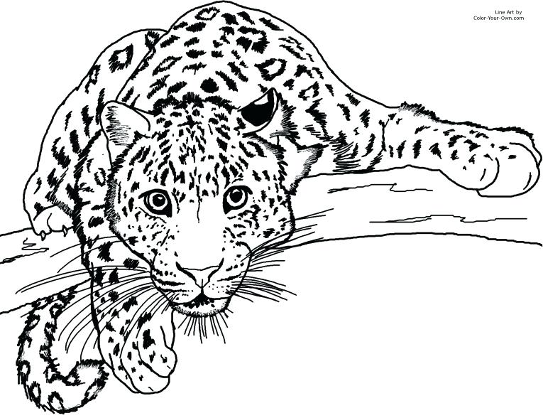 765x588 Cute Leopard Coloring Pages Printable To Humorous Print Image Baby