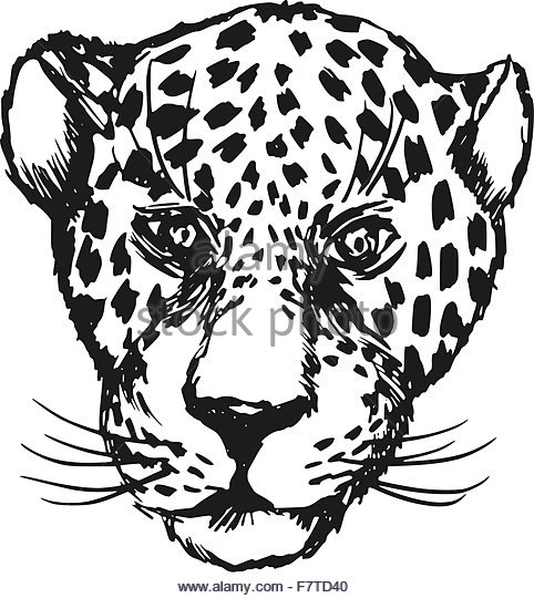 482x540 Jaguar Forest Black And White Stock Photos Amp Images