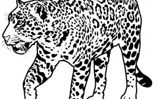 320x200 Jaguar Coloring Page Hd Drawing Board Weekly