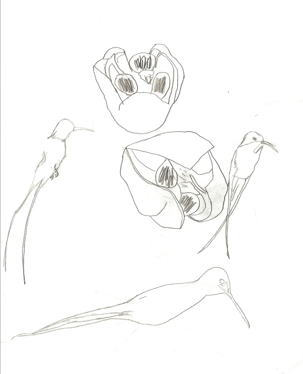 610x754 Ackee And Birds Aijalon Films