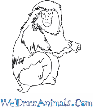 300x350 How To Draw A Japanese Macaque