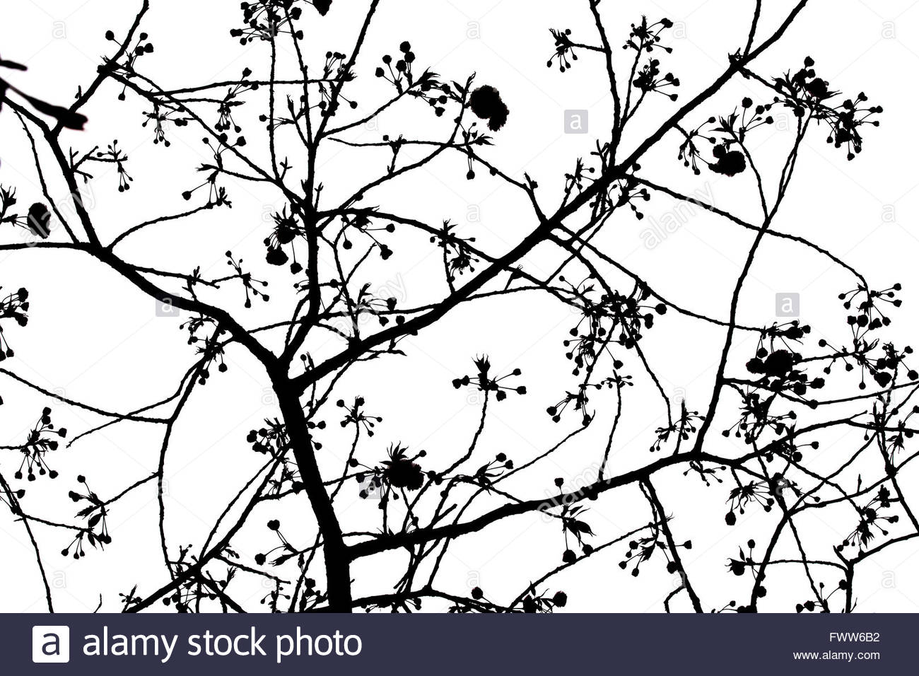 1300x956 Silhouette Of Sakura Tree