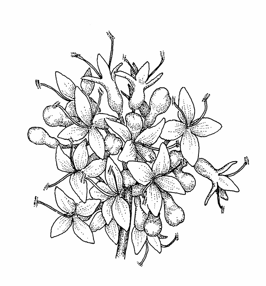 928x1000 Traditional Japanese Flowers Drawings