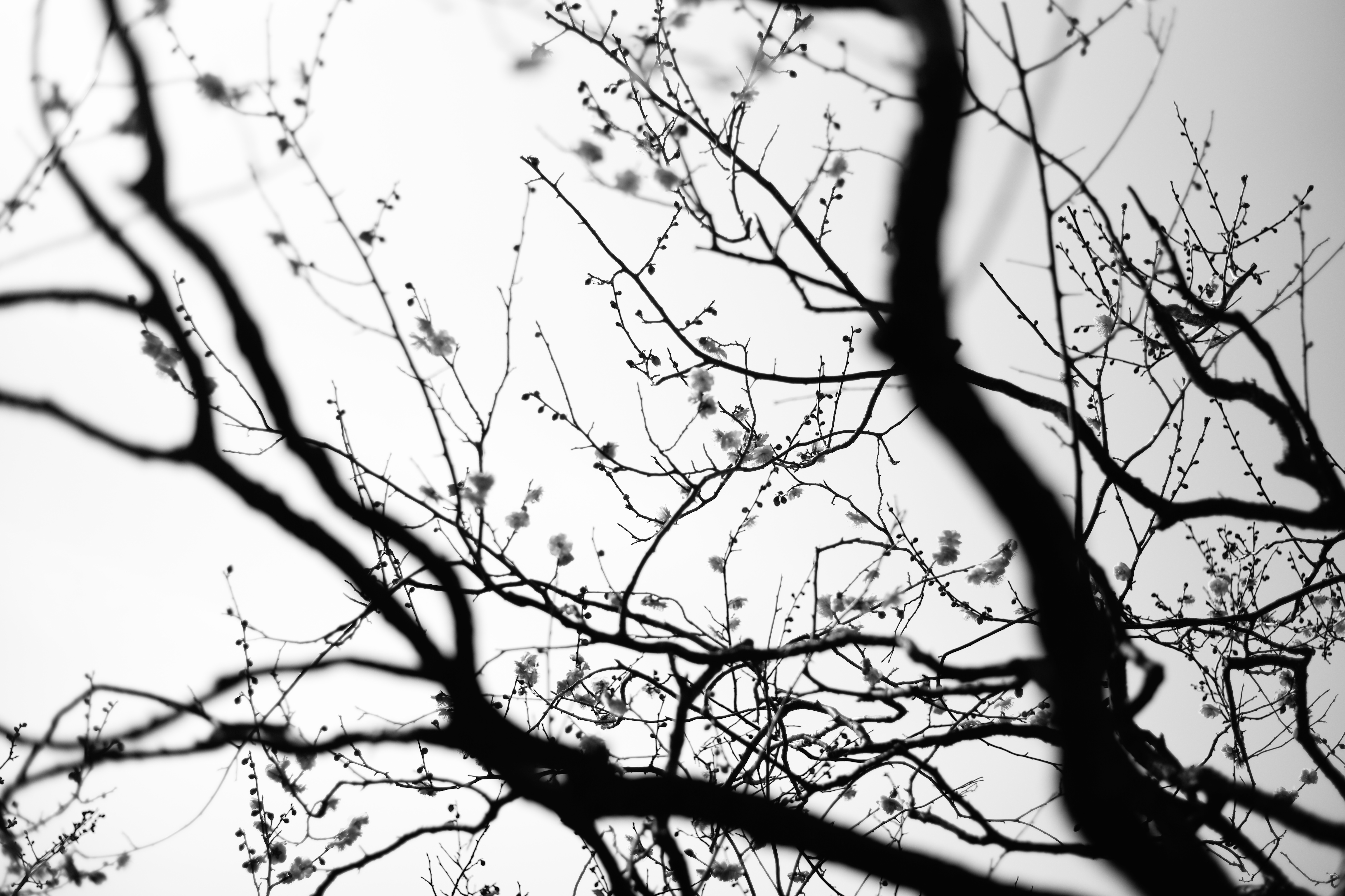 5952x3968 Wallpaper Japan, Winter, Branch, Blossom, Spring, Leica, Tokyo