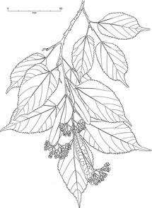 215x293 Eastern Asian Taxa 1 Sections Endochrysea, Henryana And Anastraea