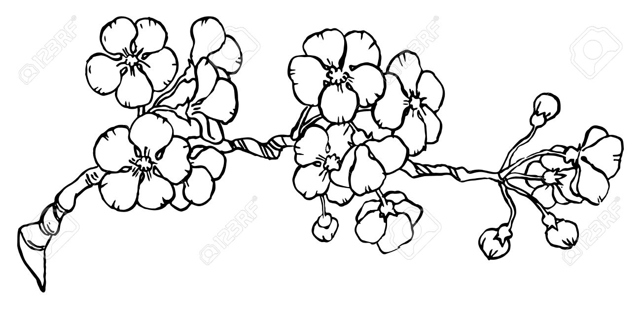 1300x628 Cherry Or Japan Sakura Branch In Blossom Isolated On A White