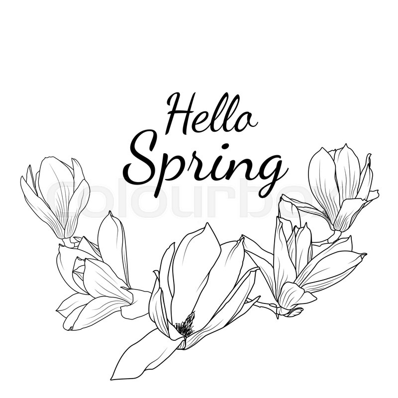 800x800 Magnolia Sakura Japanese Cherry Blossom Isolated Branch