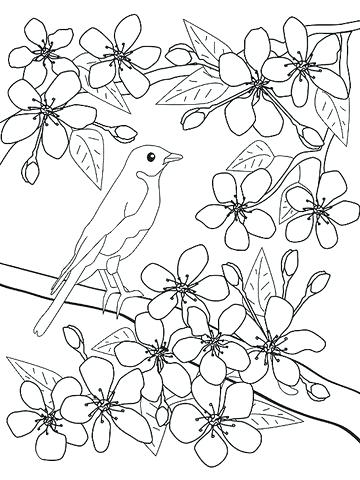 360x480 Good Cherry Blossom Coloring Pages Or Bird And Cherry Blossoms 59