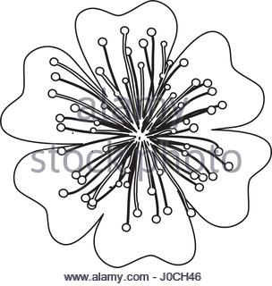 304x320 Illustration Of A Tree Branch Silhouette. Sakura Cherry Blossom