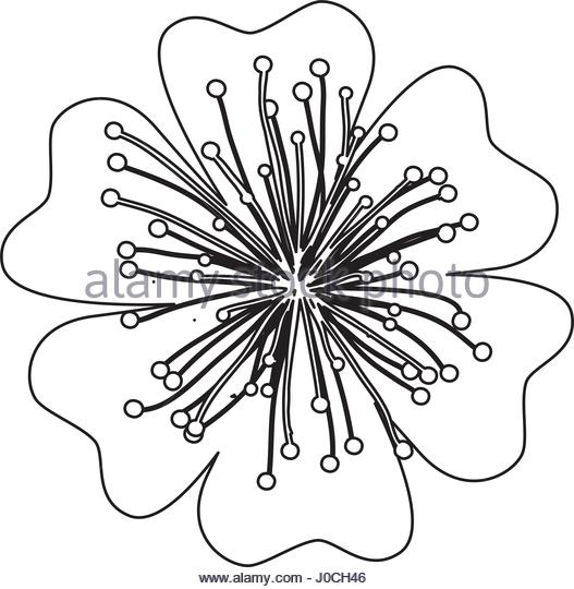 527x540 Oriental Cherry Tree Stock Photos Amp Oriental Cherry Tree Stock