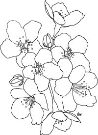 200x275 Cherry Blossoms Coloring Page