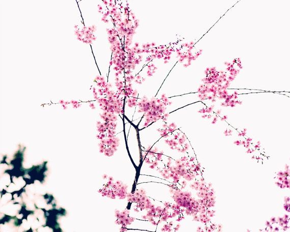 Japanese Cherry Blossom Flower Drawing At Getdrawings 