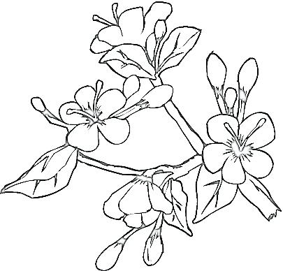 405x388 Japanese Art Coloring Pages Genesisar.co