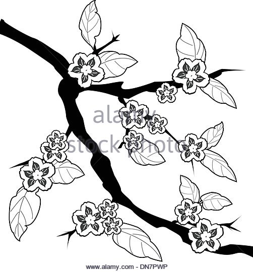 Japanese Cherry Tree Drawing at GetDrawings | Free download