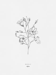 236x314 Cherry Blossom Optimism, Hand Drawn And Cherry Blossoms