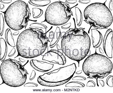 387x320 Korean Illustration Drawing Of Persimmon Tree Branches Stock Photo