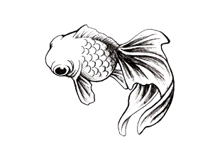 296x205 Drawn Koi Fish Baby