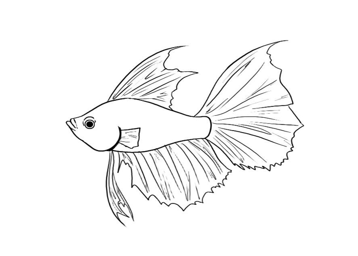 700x500 Betta Fish Coloring Pages 259 Free Printable Coloring Pages