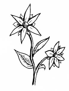 232x304 Easy Japanese Flowers Drawings