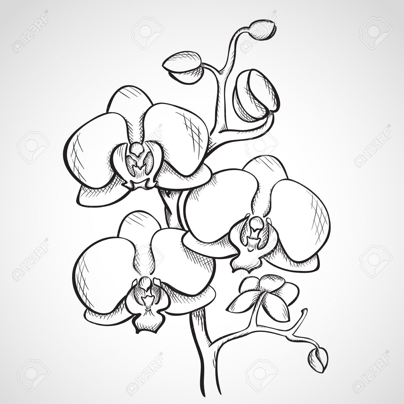 1300x1300 Gousicteco Orchid Drawing Outline Images