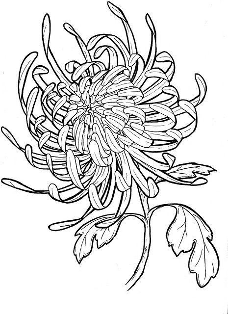 465x640 59 Best Chrysanthemum Images On Botanical Illustration