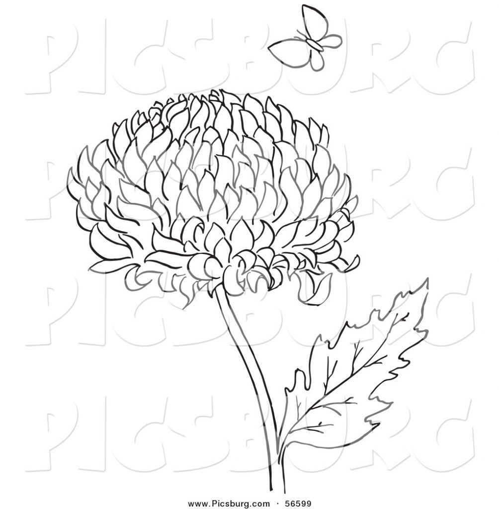 1004x1024 Seamless Pattern Chrysanthemum Japanese Coloring Sheet Flower P